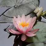 招待所 伽尼青斯特英瑟帕瑞蒂尔斯酒店 青斯特