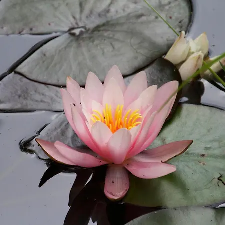 Affittacamere Garni Inselparadies Zingst