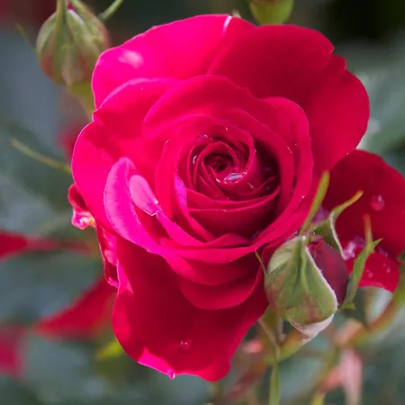 Gasthuis Garni Inselparadies 4*